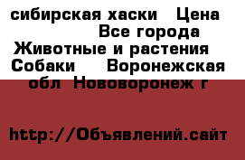 l: сибирская хаски › Цена ­ 10 000 - Все города Животные и растения » Собаки   . Воронежская обл.,Нововоронеж г.